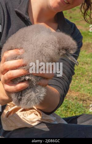 Ricercatore della Oxford University Weighing Manx Shearwater Chick, Skomer Island Foto Stock