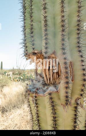 Buca in un Cactus di Saguaro, all'interno costolette che mostrano. Foto Stock