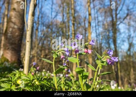 Fiori di ungwort non avvistati su un prato in primavera Foto Stock