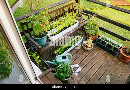 Varie erbe in vaso e piante che crescono sul balcone di legno di casa in estate, piccolo giardino di verdure concetto. Foto Stock