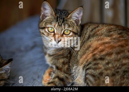 Un carino gatto pastorale cinese a righe grigie Foto Stock