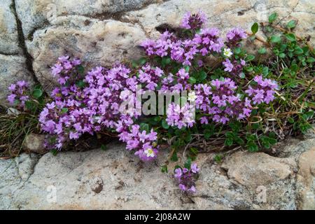 Timo peloso (Thymus praecox ss. Politricus) Foto Stock