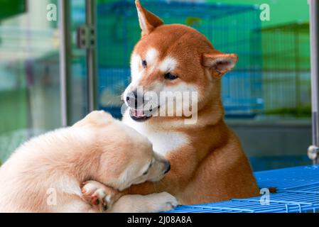 Primo piano di un simpatico Shiba Inu in un negozio di animali domestici Foto Stock