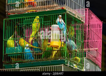 Una gabbia di pappagalli in vendita nel mercato dei fiori e degli uccelli Foto Stock