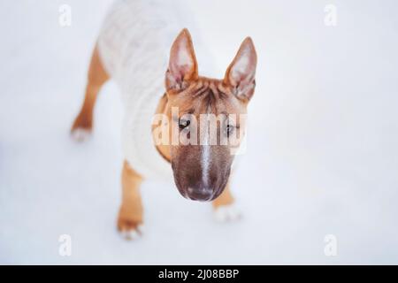 Un carino cucciolo di zenzero di un toro terrier in miniatura è vestito in un maglione bianco e cammina in una giornata invernale nevosa. Camminare con un animale domestico. Foto Stock