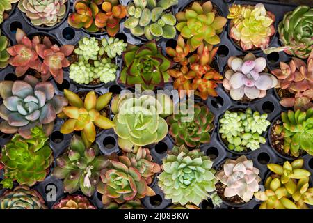 Varie succulenti venduti nel mercato dei fiori Foto Stock