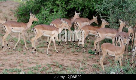 Femmine e novellame impala a faccia nera (Aepyceros melampus petersi) foraggio nella foresta : (pix SShukla) Foto Stock