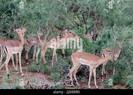 Femmine e novellame impala a faccia nera (Aepyceros melampus petersi) foraggio nella foresta : (pix SShukla) Foto Stock