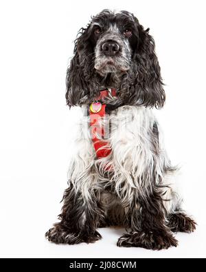 Inglese Springer Spaniel. Immagine studio corpo intero di un cane inglese Springer Spaniel pedigree posto su sfondo bianco. Foto Stock