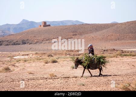 Ragazza locale in sella a una casa asino attraverso un paesaggio desertico dopo aver raccolto erba fresca per gli animali domestici nel sud del Marocco Foto Stock