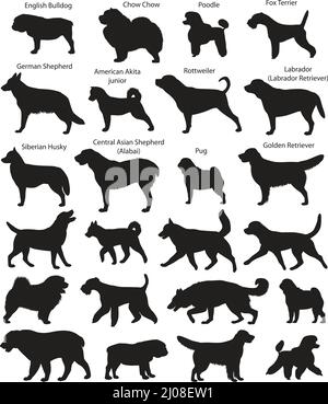 Collezione di sagome di razze diverse di cani: volpe terrier, Husky, chow chow, pupazzole, pastore, rottweiler, pug, bulldog, labrador, retriever Illustrazione Vettoriale