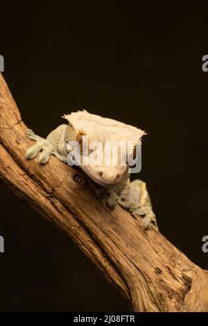 Un Gecko crestato (Correlophus ciliatus) noto anche come Gecko Eyelash, che sale su un ramo Foto Stock