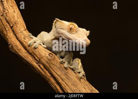 Un Gecko crestato (Correlophus ciliatus) noto anche come Gecko Eyelash, che sale su un ramo Foto Stock