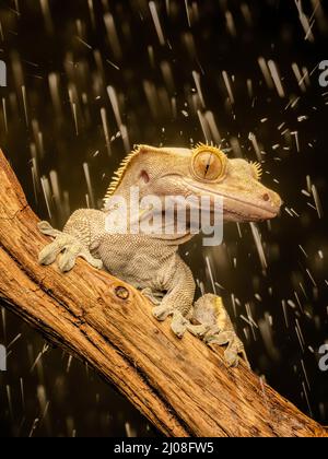 Pioggia che cade su un Gecko Crested (Correlophus ciliatus) noto anche come il Gecko Eyelash, in quanto sale su un ramo Foto Stock