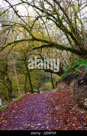 Un percorso turistico attraverso le foreste pluviali protette di Sochi. Alberi ricoperti di muschio nei pressi del canyon di Psaho. Boschetto di Yew-boxwood. Riserva naturale caucasica. A m Foto Stock
