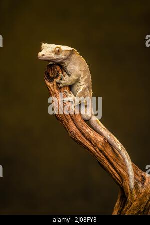 Un Gecko crestato (Correlophus ciliatus) noto anche come Gecko Eyelash, che sale su un ramo Foto Stock