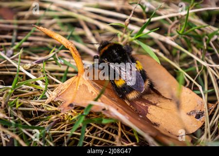 Un bumblebee si estendeva su una foglia nel sole primaverile Foto Stock