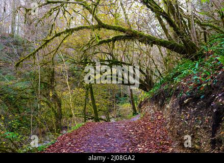 Un percorso turistico attraverso le foreste pluviali protette di Sochi. Alberi ricoperti di muschio nei pressi del canyon di Psaho. Boschetto di Yew-boxwood. Riserva naturale caucasica. A m Foto Stock