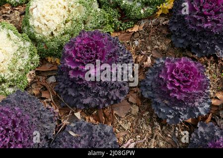 Piante colorate di Kale ornamentale in un aiuole Foto Stock