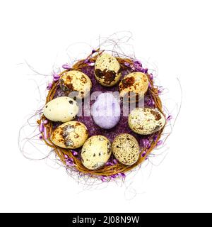 Nidificare con uova di Pasqua quaglia su sfondo bianco Foto Stock