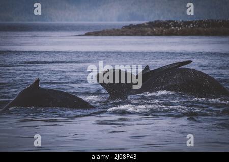 Un bel colpo di coda di una balena sopra la superficie nelle acque fredde dell'oceano con una montagna boschiva sullo sfondo Foto Stock