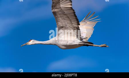 Flying Sandhill Crane - Vista ravvicinata di una Sandhill Crane che vola nel cielo azzurro soleggiato. New Mexico, USA. Foto Stock