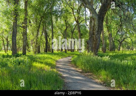 Spring Trail - un sentiero escursionistico che si snoda attraverso un denso boschetto nel Chatfield state Park in una soleggiata serata primaverile. Denver-Littleton, Colorado, Stati Uniti. Foto Stock