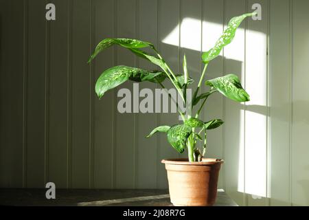 Muto cane, Dieffenbachia houseplant, su un muro rustico con spazio libero per il testo. Vaso di fiori si trova su un fondo di legno. Interni in stile scandinavo Foto Stock