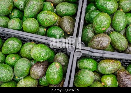 Morelia, Messico. 16th Mar 2022. Gli avocado si trovano in una cassa dopo essere stati imballati in una fabbrica. Gli avocado sono una delle merci più lucrative per i coltivatori messicani. Nel 2021, gli Stati Uniti importavano 1,2 milioni di tonnellate di avocado per circa tre miliardi di dollari, secondo le cifre del governo. La frutta può essere importata solo negli Stati Uniti da Michoacan perché gli ispettori statunitensi lì la controllano per i parassiti. Credit: Brian Overcast/dpa/Alamy Live News Foto Stock