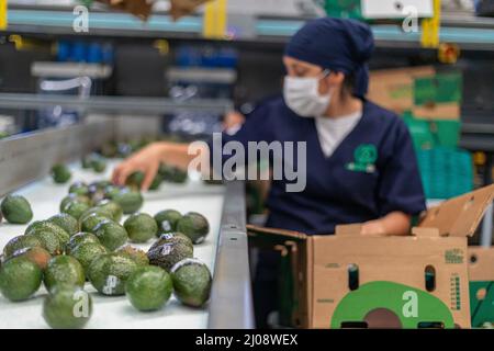 Morelia, Messico. 16th Mar 2022. Gli avocado sono smistati e imballati in una pianta. Gli avocado sono una delle merci più lucrative per i coltivatori messicani. Nel 2021, gli Stati Uniti importavano 1,2 milioni di tonnellate di avocado per circa tre miliardi di dollari, secondo le cifre del governo. La frutta può essere importata solo negli Stati Uniti da Michoacan, dove gli ispettori statunitensi la controllano per i parassiti. Credit: Brian Overcast/dpa/Alamy Live News Foto Stock