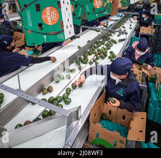 Morelia, Messico. 16th Mar 2022. Gli avocado sono smistati e imballati in una pianta. Gli avocado sono una delle merci più lucrative per i coltivatori messicani. Nel 2021, gli Stati Uniti importavano 1,2 milioni di tonnellate di avocado per circa tre miliardi di dollari, secondo le cifre del governo. La frutta può essere importata solo negli Stati Uniti da Michoacan, dove gli ispettori statunitensi la controllano per i parassiti. Credit: Brian Overcast/dpa/Alamy Live News Foto Stock