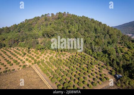 Morelia, Messico. 16th Mar 2022. Gli alberi di avocado crescono su terreni di recente piantati accanto alla foresta decidua. Gli avocado sono una delle merci più lucrative per i coltivatori messicani. Nel 2021, gli Stati Uniti hanno importato 1,2 milioni di tonnellate di avocado ad un costo di circa tre miliardi di dollari, secondo le cifre del governo. La frutta può essere importata solo negli Stati Uniti da Michoacan, dove gli ispettori statunitensi la controllano per i parassiti. Credit: Brian Overcast/dpa/Alamy Live News Foto Stock