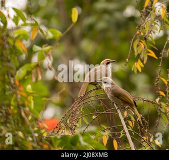 Fuoco poco profondo di due bulbi con testa a paglia arroccato su un ramoscello di albero in una giornata di sole Foto Stock