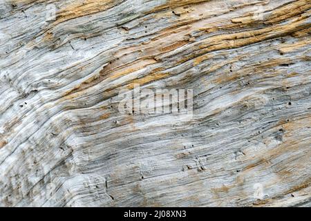 Trama astratta in vista macro di driftwood Foto Stock