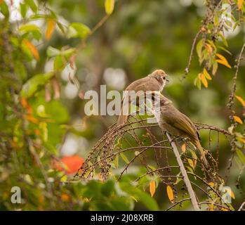 Fuoco poco profondo di due bulbi con testa a paglia arroccato su un ramoscello di albero in una giornata di sole Foto Stock