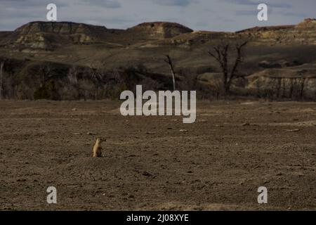 Un cane da prateria soluto in piedi all'attenzione alla ricerca di predatori in una città di cani prateria nel Theodore Roosevelt National Park, North Dakota. Foto Stock