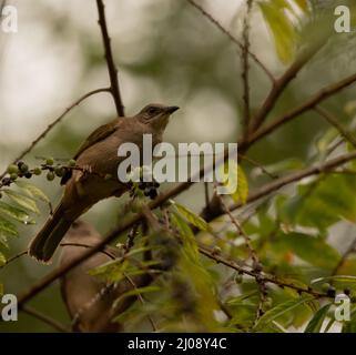 Fuoco poco profondo di un uccello del bulbul arroccato su un ramoscello dell'albero in una giornata di sole con sfondo sfocato Foto Stock