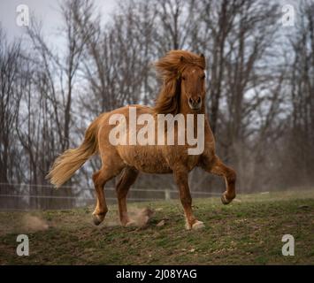 Un rosso dun islandese trote gelding nel pascolo primaverile Foto Stock