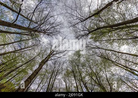 Alti alberi nella foresta vista dal basso verso l'alto Foto Stock