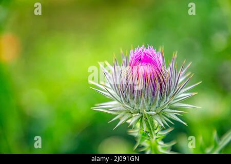 Cardo a crescita selvaggia su sfondo sfocato verde. Onopordum acanthium (cardo di cotone, cardo scozzese, o cardo scozzese) famiglia Asteraceae Foto Stock