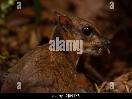 Primo piano di un cervi minore nella foresta durante il giorno con uno sfondo sfocato Foto Stock