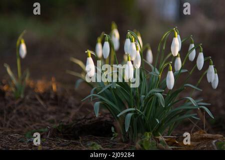 Un grumo di gocce di neve che fioriscono all'inizio della primavera Foto Stock