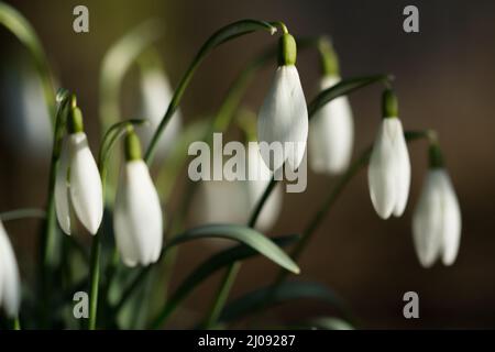Primo piano di un grumo di gocce di neve che fioriscono all'inizio della primavera Foto Stock