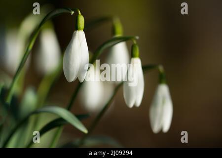 Primo piano di un grumo di gocce di neve che fioriscono all'inizio della primavera Foto Stock
