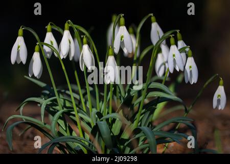 Un grumo di gocce di neve che fioriscono all'inizio della primavera Foto Stock