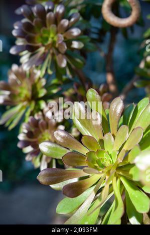 Aeonium arboreum, l'albero aeonium, albero houseleek, o rosa irlandese, è un succulente, Subarbusto subtropicale nella famiglia di piante da fiore Crassulaceae. . Foto Stock
