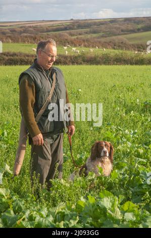 Battendo, sparare fagiano, Pembrokeshire, Galles, Regno Unito Foto Stock