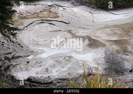 Ngamokaiakoko piscine di fango a te Puia, valle termale di Whakarewarewa , Roturora, Isola del Nord, Nuova Zelanda Foto Stock