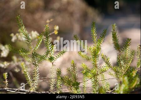 Erica scoparia, l'erica verde, è una specie arbustia di erborie nella famiglia di piante fiorite Ericaceae. Foto Stock