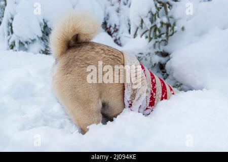 cane (pug) con il maglione scava prima in neve profonda Foto Stock